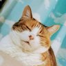 stellaちゃん profil fotoğrafı
