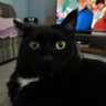 John Danknich's profile picture