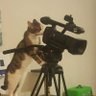 Profilbild von cinéfila noveleira
