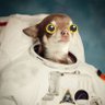 Фото профиля Chi 🐶 $HUAHUA
