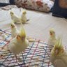 Kardelsharpeye profil fotoğrafı