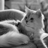 Pixie W.R profil fotoğrafı