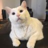 Profilbild von Perreault Gilles