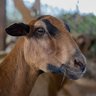 Profilbild von El Ovejo