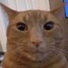 zapato's profile picture