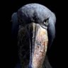 Фото профиля shoebill