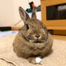 Profilbild von 田中。(めかぶ🐰&ぽん🦎ごま&🐟)