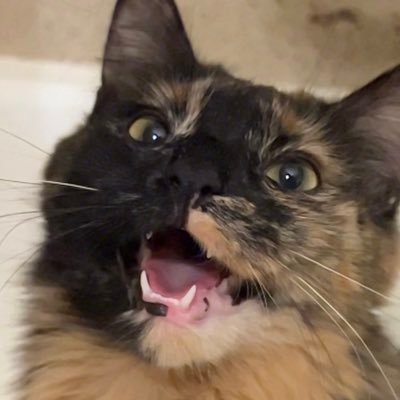Meg's profile picture