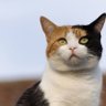 Profilbild von 三毛猫三毛猫