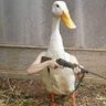 Profilbild von gosus