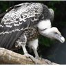 HYBIRD profil fotoğrafı