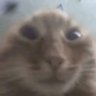 who?'s profile picture