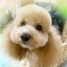 Фото профиля がちゃ