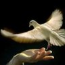 حمامة الأيك🕊 的头像