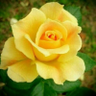 Profilbild von Renu Sharma