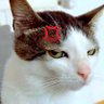 Monster_Cat 🇹🇭🙂🤴 profil fotoğrafı