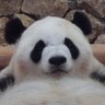 🐼青トトロとパンダ🐼 profil fotoğrafı