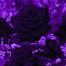 Фото профиля OLUWADARASEMINIKAN 💜