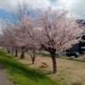 ohPart2 🇯🇵ですよ- profil fotoğrafı