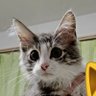 Profilbild von すっかり猫派