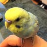 𝔸𝕞𝕒𝕙𝕚𝕞 🇯🇵🏕️🎣🚲🏃🦜 的头像
