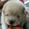 ☪️ shih0108🦄 profil fotoğrafı