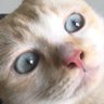 Mia Meong's profile picture