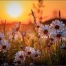 Daisy Field profil fotoğrafı