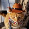 PerryP profil fotoğrafı