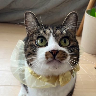 猫家族's profile picture