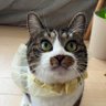 Фото профиля 猫家族