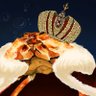 King Crab's profile picture