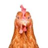 Фото профиля Chicken