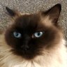 Profilbild von OrionCat
