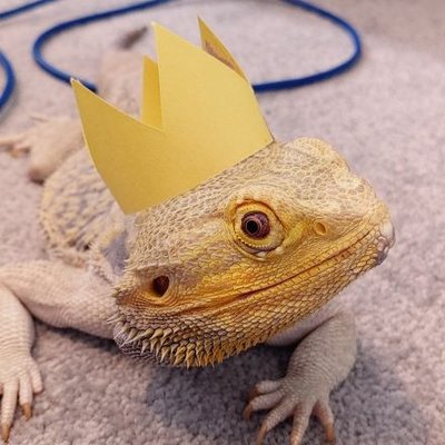 Boo's profile picture