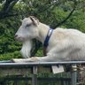 Фото профиля ちがや