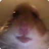 Profilbild von Hamster