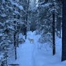 Banfftrader's profile picture