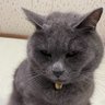 Фото профиля 信州山猫
