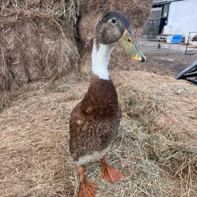 caenhillcc's profile picture