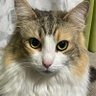 にゃんガーデン's profile picture