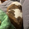 Фото профиля Snoring Bulldog