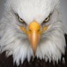F is for Freedom's profile picture