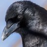 Фото профиля LeCorpsBeau🐦⬛