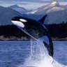 Фото профиля Orcinus Orca