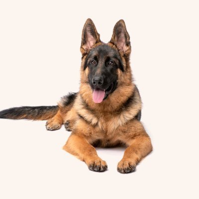 GSD Lovers Community's profile picture