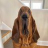 Dawg's profile picture