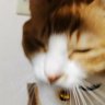 Profilbild von white 👼/☪️🐾