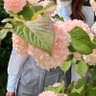 さくさくにこし 的头像
