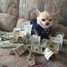 Profilbild von Dogg Finance